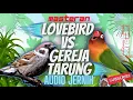 Download Lagu LOVEBIRD VS GEREJA NYECRET Panjang - Top Buat Masteran