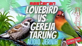 sound of lovebird and sparrow long shots the best bird master