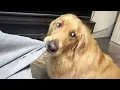 Download Lagu The Funniest Golden Retriever, You Won’t Stop Laughing! 🤣🐶