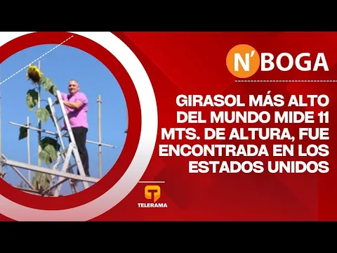 Girasol más alto del mundo mide 11 mts. de altura, fue encontrada en los Estados Unidos