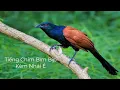 Download Lagu Tiếng Chim Bìm Bịp Kèm Nhái É Chuẩn MP3 Bẫy Bìm Bịp #bimbip