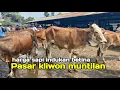 Pasar Kliwon Banyak, Harga Sapi Indukan Babon Pedet Betina Pasaran Sapi Muntilan Magelang Terbaru