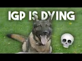 Why IGP Dog Sport is DYING