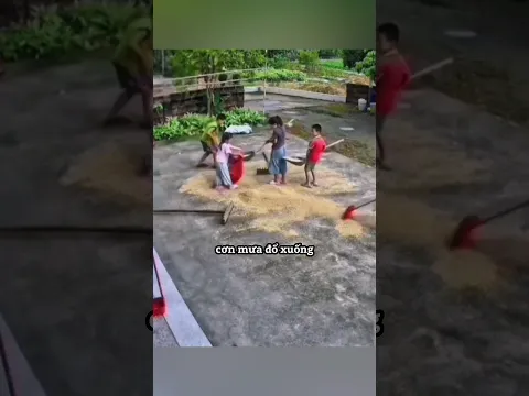 Những người bạn nhỏ đã nỗ lực cứu số lúa khỏi cơn mưa lớn ❤️