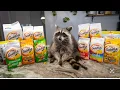 Download Lagu Raccoon Picks Favorite Goldfish Flavor! (Taste Test!)