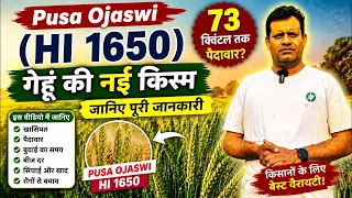 Pusa Ojaswi (HI 1650) गेहूं की नई किस्म 🔥 73 क्विंटल तक पैदावार? जानिए पूरी जानकारी