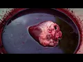 Kelly's Meat Emporium - carcass