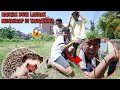 Download Lagu Gawat! Tangan Saputra Tertusuk Duri L4ndak yang Galak?? | Mikael Family