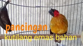 Download pancingan kutilang emas MP3