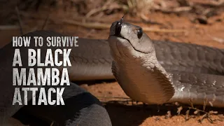 Download How To Survive a Black Mamba Attack MP3