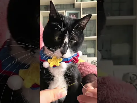 Cute Cat's Confusing Behavior!