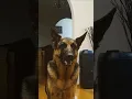 Download Lagu my sweety baby lholo #shortsfeed #germanshepherd #dog #viralshort