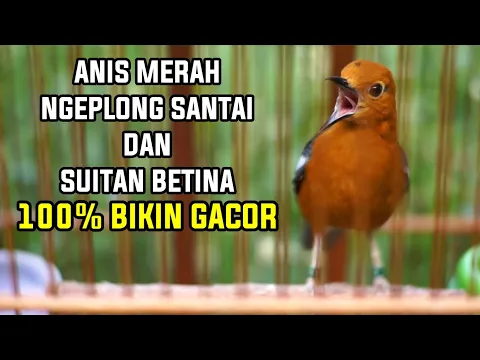 Download MP3 ANIS MERAH GACOR DI PAGI HARI DAN SUARA BETINA NGECIS 100% AMPUH IKUT NGEPLONG