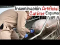 Download Lagu Proceso CORRECTO INSEMINACIÓN artificial CERDAS -CATÉTER ESPUMA- CAPITULO 5.1 -INSEMINACIÓN CERDAS