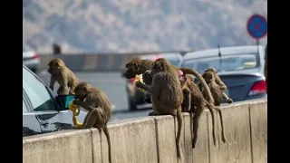 Alisulili اصوات قرود البابون صوت القرد صوت القرود اصوات القرود 