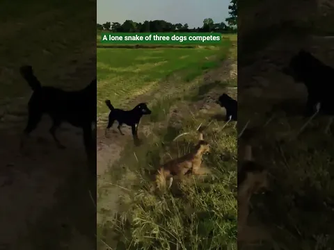 A lone snake of three dogs competes #wildlife #shorts@abdulsattarofficial4931