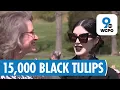 Celebrity Kat Von D s black tulip field draws crowds to small Indiana town