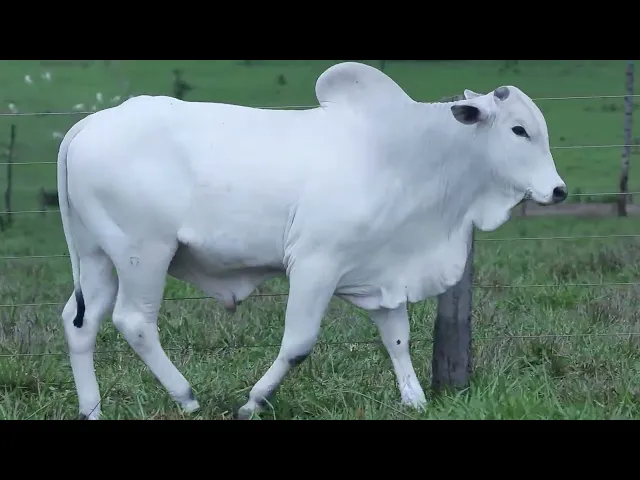 Touro Nelore OCT - 167