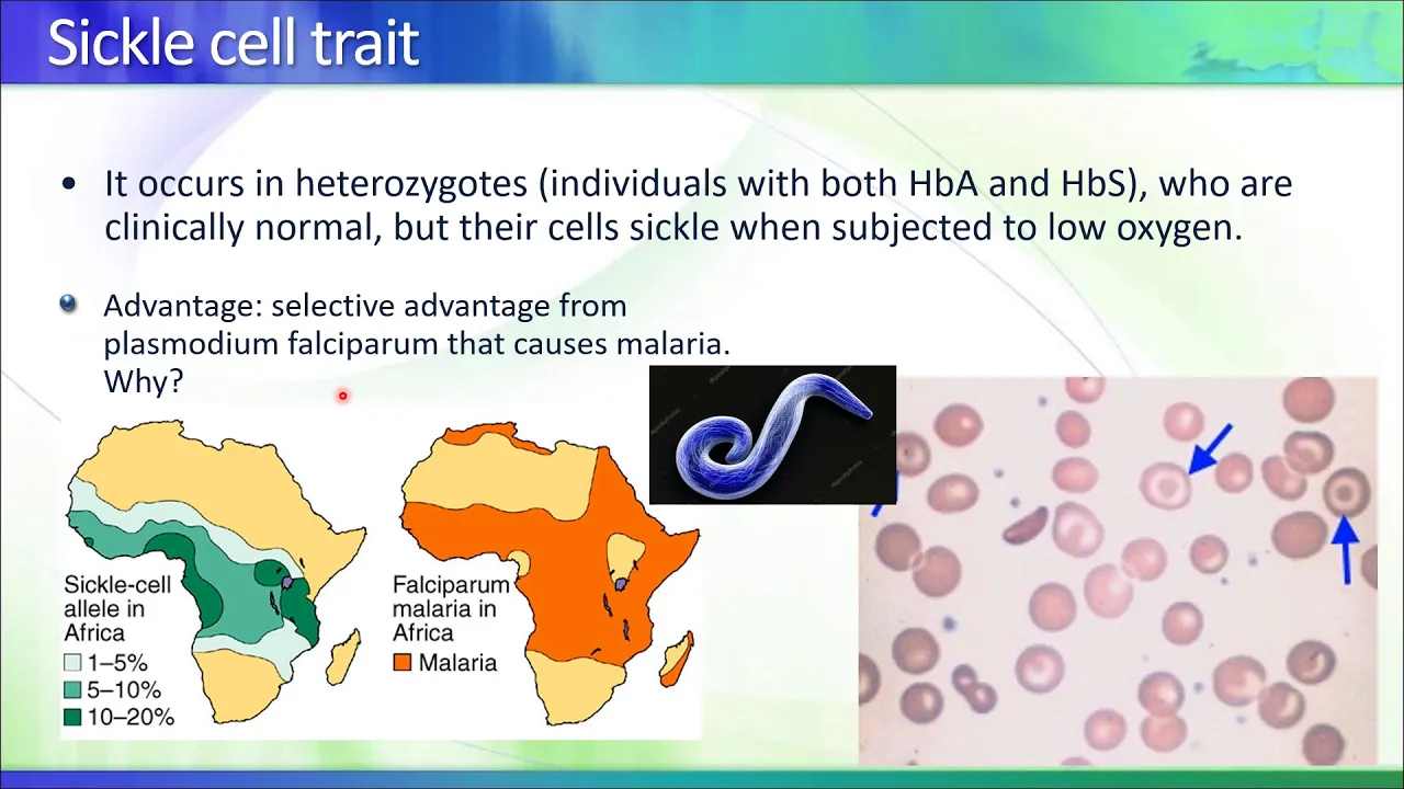 BioD04 Hemoglobinopathies 2020