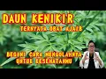 DAUN KENIKIR BISA SEMBUHKAN PENYAKIT BERAT?! 😱INI RAHASIA DAN MANFAAT CARA MENGOLAHNYA