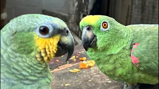 Si habla un loro míralo 😎🦜