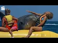 Download Lagu Jaws: The Revenge: Banana boat HD CLIP