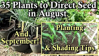 35 Crops You Can Direct Seed in August September Warm Cool Crops - Planting Tips List Below