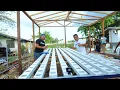 Download Lagu Hydroponics Lettuce Farming! Building my Dream Sustainable Farm -Hydroponics Secrets reveal│Part 2