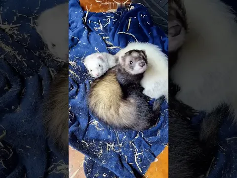 Her Ferret Secretly Brought Home a Girlfriend… Then They Had Babies! 🐾🥹❤️