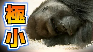 なぜゴリラのあそこは小さいのか？【大人の生物学】