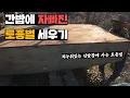 겨울준비를 위한 여왕벌 감금과 자빠져버린 신발장 토종벌