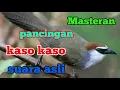 Download Lagu SUARA BURUNG KASO KASO UNTUK MASTERAN