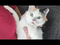 Leigh s Lost and Found Digital Extra Springfield cat rescue has rare find