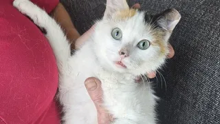Leigh s Lost and Found Digital Extra Springfield cat rescue has rare find