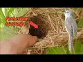 Download Lagu CARI SARANG BURUNG PRENJAK DI SAWAH