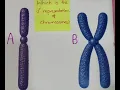 Chromosome vs Chromatid