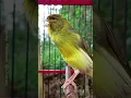 Download Lagu pasti nyaut!!! Pancingan Kenari macet Bunyi #birds #animals #canary #funnyanimals