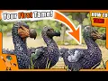 HOW TO TAME A DODO WHY USE A DODO ARK How To Tame Series