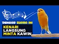 Download Lagu Suara Pancingan Kenari Kawin DIJAMIN AMPUH Membangkitkan Birahi Kenari