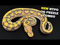 Amazing New Ball Python Revealed