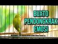 Lagu PLECI GACOR MATERI SYAHDU‼️PANCINGAN PLECI NGALAS \u0026 BUKA PARUH