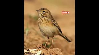 صوت جشنة الشجر المويت Tree Pipit Hunting Sound  صوت جشنة الشجر المويت Tree Pipit Hunting Sound