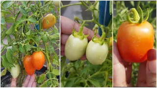 Download Life Cycle Of Tomatoes | Tomatoes Grown At Home | Tomato Harvesting | Leisure Gardening MP3