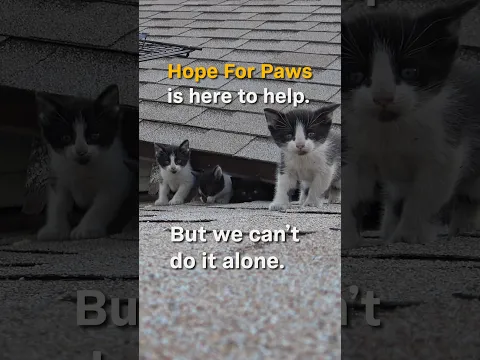 Rooftop kittens