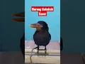 Download Lagu burung cekakak gacor || masteran kasaran‼️ #birds #cekakak #tengkekudang