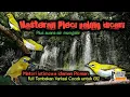 Download Lagu Masteran Pleci Tembakan Full Variasi paling dicari khusus G12