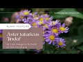 Download Lagu Plant Feature: Aster tataricus 'Jindai'