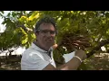 The greatest crime against global agriculture: witch's broom in Bahia.