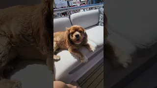 Palm Beach International Boat Show 2025 preview | Boating Journey