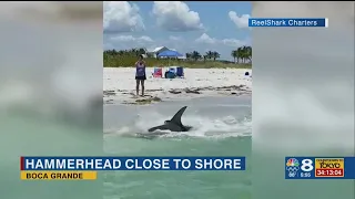 Hammerhead shark beaches after being attacked by pair of bull sharks